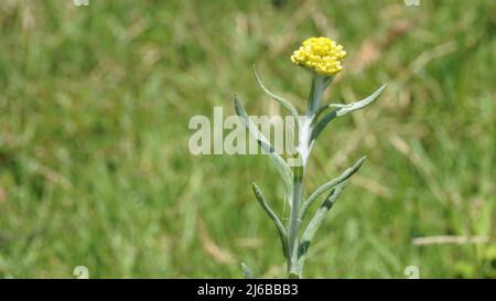 Fiori di Pseudognaphalium affine utilizzati per preparare la pasta di farina di riso per il Qingming Festival. Noto anche come Gnaphalium affin, Helichrysum affine, Gnaph Foto Stock