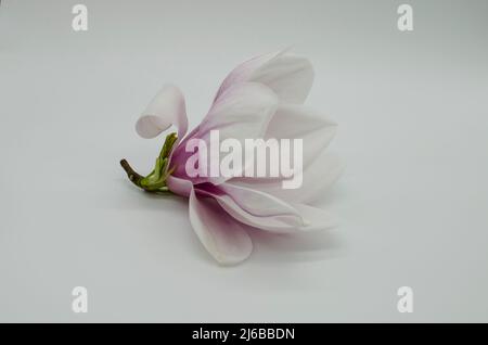 Topview isolato su bianco soffiato bellissimo fiore magnolia Foto Stock