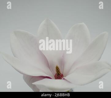 Topview isolato su bianco soffiato bellissimo fiore magnolia Foto Stock