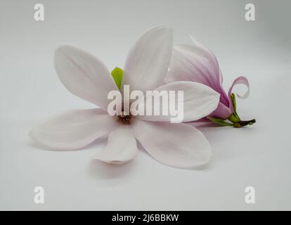 Topview isolato su bianco soffiato bellissimo fiore magnolia Foto Stock