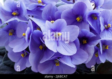 I violetti fioriscono splendidamente in primavera in una pentola a casa sul davanzale Foto Stock