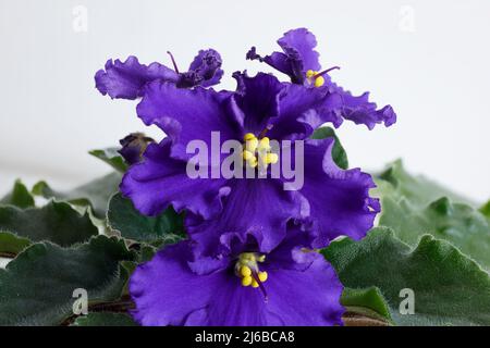 I violetti fioriscono splendidamente in primavera in una pentola a casa sul davanzale Foto Stock