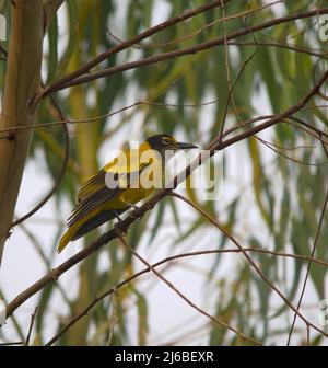 Un Oriole con cappuccio nero appollaiato Foto Stock