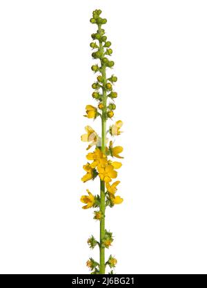 Fiore giallo di comune agrimonia isolato su bianco, Agrimonia eupatoria Foto Stock