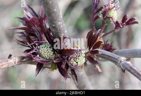 Sambuco rosso (Sambucus racemosa) Foto Stock