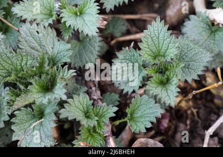 Ortica comune germogli giovani Foto Stock