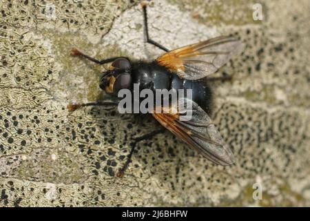 Primo piano su una mosca arancione, mezzogiorno nero, Mesembrina meridiana, seduta su un tronco di albero grigio Foto Stock