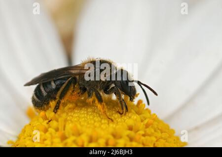 Primo piano su una femmina ape comune solco, Lasioglossum zonulum seduta su un fiore giallo in giardino Foto Stock