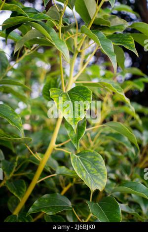 Un primo piano di foglie di alloro canfora. Cinnamomum camphora è una specie di albero sempreverde che è comunemente conosciuto con i nomi albero di canfora, campo Foto Stock