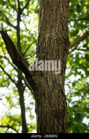 Un primo colpo di corteccia di un grande albero di canfora (Cinnamomum camphora) comune legno di canfora o canfora in una foresta indiana. Foto Stock