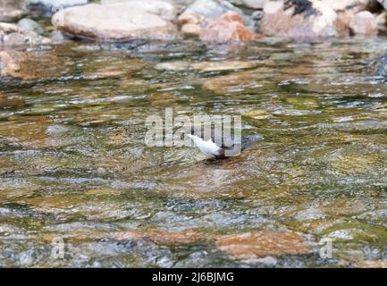 White-Throated o European Dipper (Cinclus cinclus) Caccia in un flusso veloce Foto Stock