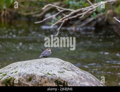 White-Throated o European Dipper (Cinclus cinclus) che riposa su un grande Boulder in un flusso veloce Foto Stock