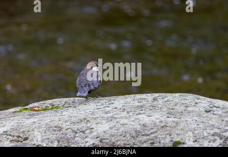 White-Throated o European Dipper (Cinclus cinclus) che riposa su un grande Boulder in un flusso veloce Foto Stock