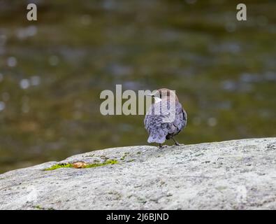 White-Throated o European Dipper (Cinclus cinclus) che riposa su un grande Boulder in un flusso veloce Foto Stock