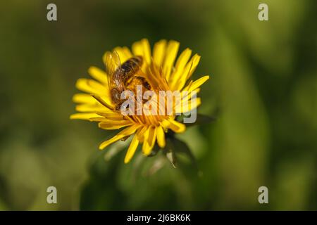 Un'ape grande siede su un dente di leone giallo e raccoglie nettare di fiore per miele Foto Stock