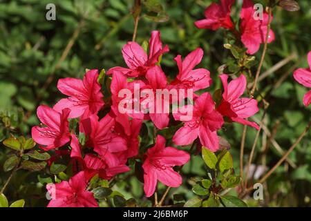 Azalea fiorente appartenente al Rhododendron sezione Tsutsusi. Sottospecie Azaleastrum. Primavera, Bergen. Paesi Bassi, aprile. Foto Stock