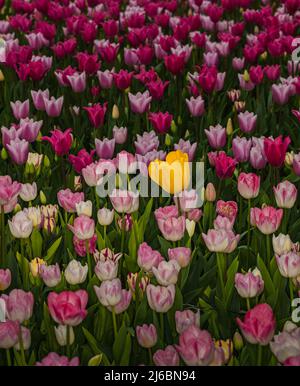 Tulipani (Tulipa sp., famiglia: Liliaceae). Foto Stock