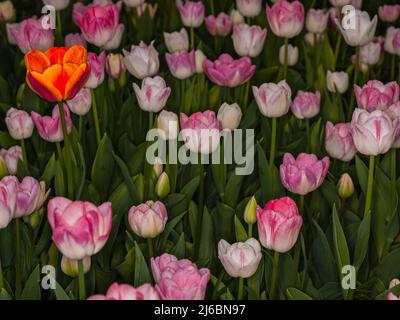 Tulipani (Tulipa sp., famiglia: Liliaceae). Foto Stock