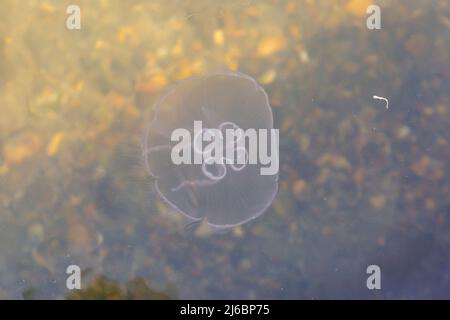 Poole, Dorset Regno Unito. 30th aprile 2022. Moon Jellyfish, Aurelia Aurita, visto nel lago di Poole Park, Poole, Dorset in una giornata di sole. Credit: Carolyn Jenkins/Alamy Live News Foto Stock