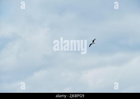 Il gabbiano bianco solitario vola attraverso il cielo. Il tempo nuvoloso e l'uccello si innalza nelle nuvole. Minimalismo e molto spazio vuoto per il vostro testo o pubblicità sopra Foto Stock