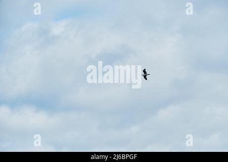 Il gabbiano bianco solitario vola attraverso il cielo. Il tempo nuvoloso e l'uccello si innalza nelle nuvole. Minimalismo e molto spazio vuoto per il vostro testo o pubblicità sopra Foto Stock