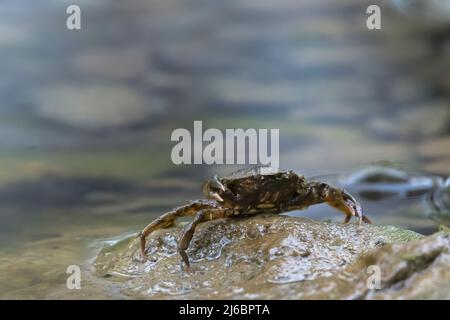 Potamon ibericum, granchio iberico d'acqua dolce. Levsos Foto Stock