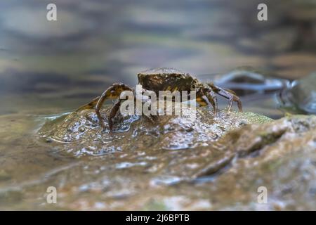 Potamon ibericum, granchio iberico d'acqua dolce. Levsos Foto Stock