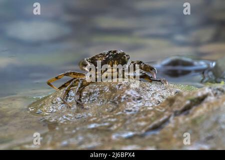 Potamon ibericum, granchio iberico d'acqua dolce. Levsos Foto Stock