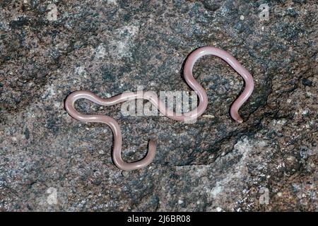 Xerotyphlops vermicularis, serpente cieco europeo o serpente worm europeo. Levsos Foto Stock