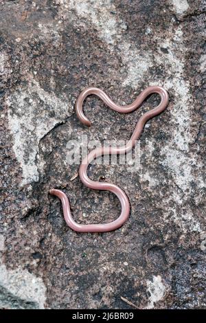 Xerotyphlops vermicularis, serpente cieco europeo o serpente worm europeo. Levsos Foto Stock