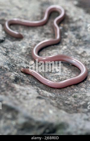 Xerotyphlops vermicularis, serpente cieco europeo o serpente worm europeo. Levsos Foto Stock