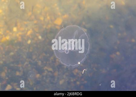 Poole, Dorset Regno Unito. 30th aprile 2022. Moon Jellyfish, Aurelia Aurita, visto nel lago di Poole Park, Poole, Dorset in una giornata di sole. Credit: Carolyn Jenkins/Alamy Live News Foto Stock