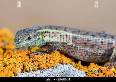 Ophisops elegans, Lizard con occhi di serpente. Levsos Foto Stock