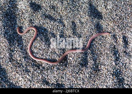 Xerotyphlops vermicularis, serpente cieco europeo o serpente worm europeo. Levsos Foto Stock