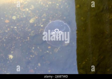 Poole, Dorset Regno Unito. 30th aprile 2022. Moon Jellyfish, Aurelia Aurita, visto nel lago di Poole Park, Poole, Dorset in una giornata di sole. Credit: Carolyn Jenkins/Alamy Live News Foto Stock