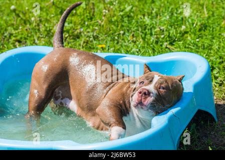 Il cane Bully americano sta nuotando in piscina Foto Stock