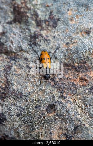 Mylabris quadripunctata, coleottero grande in blister con bande gialle. Levsos Foto Stock