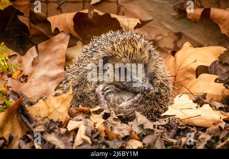 Hedgehog, nome scientifico: Erinaceus Europaeus. Primo piano di un hedgehog selvaggio, nativo, europeo, che si sveglia dall'ibernazione in Springtime e circondato Foto Stock