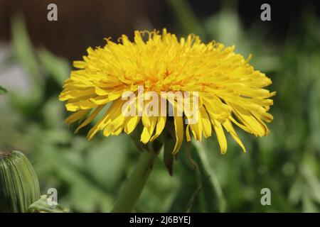 Primavera fiori dente di leone. Il dente di leone giallo cresce su un percorso in pietra giardino. Erbacce da giardino. Foto Stock