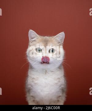 cute british shorthair gatto leccare le labbra guardando la macchina fotografica Foto Stock