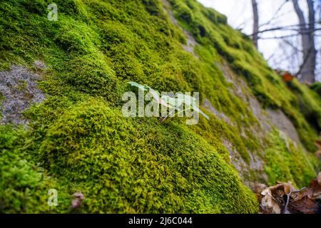 Tra gli alberi si trova una grande pietra coltivata a muschio. Tessitura di pietra e muschio. Una pianta con foglie cresce su una pietra con muschio Foto Stock