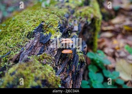 Piccoli funghi crescono su un vecchio ceppo. Un ceppo è cresciuto di muschio Foto Stock