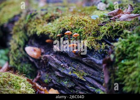 Piccoli funghi crescono su un vecchio ceppo. Un ceppo è cresciuto di muschio Foto Stock