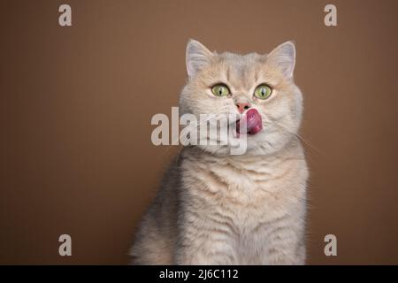 hungry british shorthair gatto leccare labbra ritratto con spazio copia Foto Stock