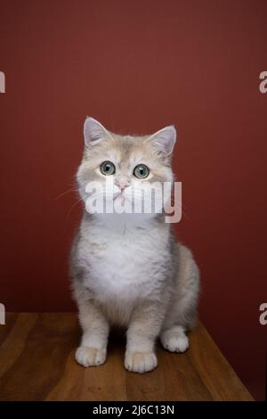curioso blu guscio dorato britannico corto ritratto gatto Foto Stock