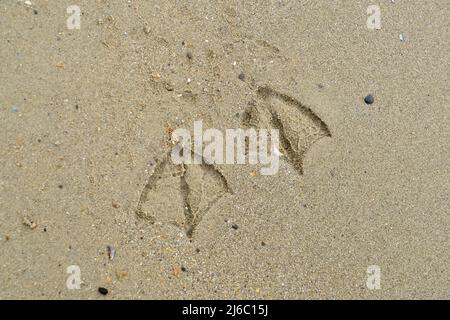 Stampe di piedi di un gabbiano nella sabbia sulla spiaggia lasciando una traccia di prove che erano intorno Foto Stock