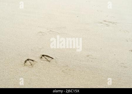 Stampe di piedi di un gabbiano nella sabbia sulla spiaggia lasciando una traccia di prove che erano intorno Foto Stock