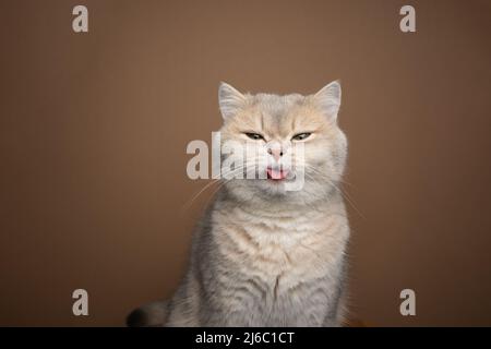 naughty gatto britannico shorthair che attacca la lingua su sfondo marrone con spazio copia Foto Stock