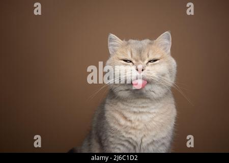 naughty gatto britannico shorthair che attacca la lingua su sfondo marrone con spazio copia Foto Stock