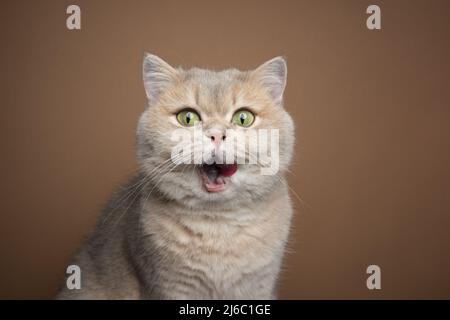 affamato gatto shorthair inglese leccarsi le labbra rendendo divertente viso felice sopra cibo Foto Stock